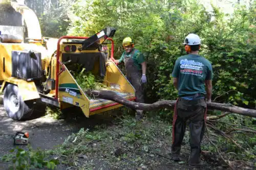 tree services Alpine